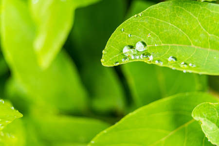 Macro closeup of Beautiful fresh green leaf with drop of water in morning sunlight nature...