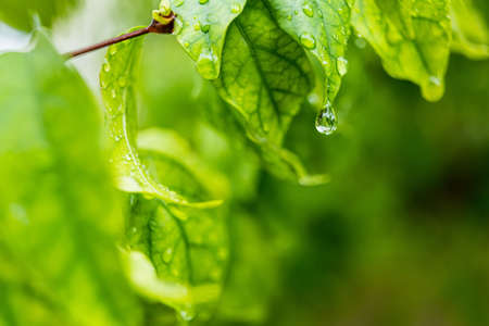 Macro closeup of Beautiful fresh green leaf with drop of water in morning sunlight nature...