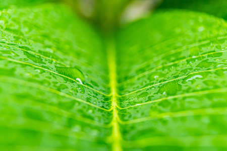 Macro closeup of Beautiful fresh green leaf with drop of water in morning sunlight nature background.の写真素材