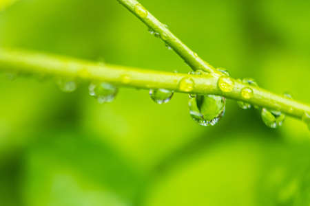 Macro closeup of Beautiful fresh green leaf with drop of water in morning sunlight nature...