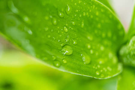 Macro closeup of Beautiful fresh green leaf with drop of water in morning sunlight nature...