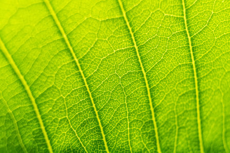 Green leaf texture macro close up showing veins with glowing light