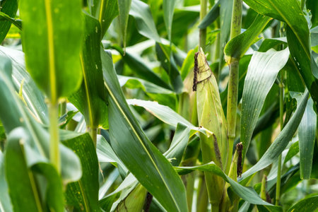 Ripe corn in the field of farmland, waiting for harvest. Concept : Economic agricultural crop in Thailand. Corn is used in the animal feed and food industry. Agriculture season.の写真素材