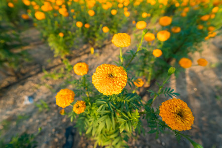 Golden Yellow Color Fresh Newly Grown Herbal Tagetes Marigold Flowers Of Sunflower Family In Spring Season For Home Gardeningの写真素材