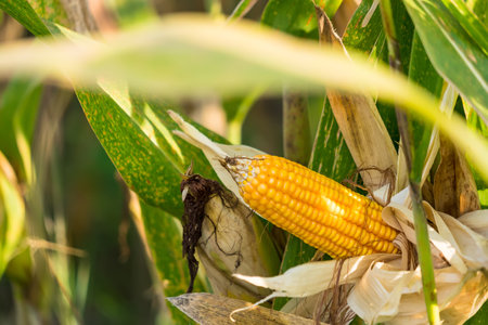Ripe corn in the field of farmland, waiting for harvest. Concept : Economic agricultural crop in Thailand. Corn is used in the animal feed and food industry. Agriculture season.の写真素材