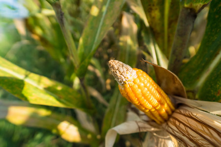 Ripe corn in the field of farmland, waiting for harvest. Concept : Economic agricultural crop in Thailand. Corn is used in the animal feed and food industry. Agriculture season.の写真素材