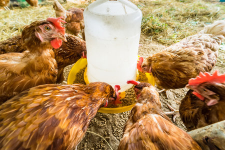 Chicken eating food on chicken farm. Organic poultry house in thailand.