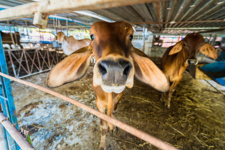 Thailand cows in cowshed on dairy farm in countryside of Thailand.の写真素材