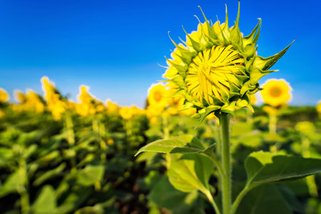 Yellow field with sunflowers.Big yellow sunflower against the blue sky.Sunflowers field at Lopburi, Thailandの写真素材