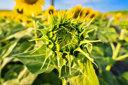Yellow field with sunflowers.Big yellow sunflower against the blue sky.Sunflowers field at Lopburi, Thailandの写真素材