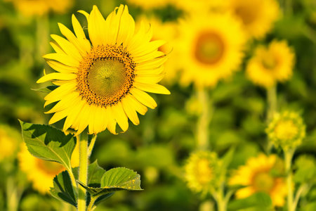 Yellow field with sunflowers.Big yellow sunflower against the blue sky.Sunflowers field at Lopburi, Thailandの写真素材