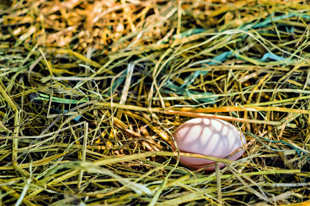Fresh eggs in the chicken coop at thailand.の写真素材