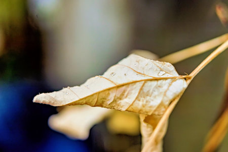 Dead leafs still hanging on a tree during sunset with soft focus backgroundの写真素材