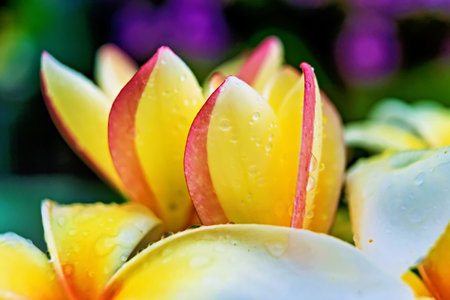 Macro closeup of White plumeria flowers with water droplets on the petals in the morning.の写真素材
