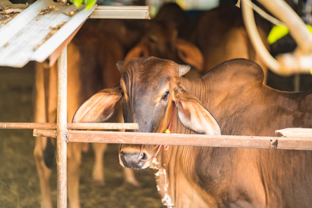 Thai cows eating grass, dry straw rice in the early morning of the Thai countryside.の写真素材