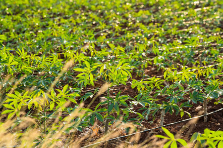 Yucca sprouts growing on the ground in thailand.の写真素材