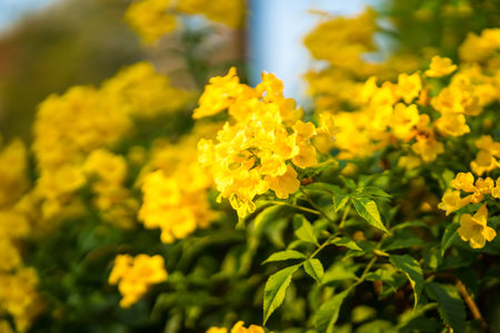 Yellow flower bouquet on a blurred natural background. Beautiful yellow flowers in tropical Thailand.の写真素材