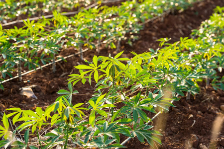 Yucca sprouts growing on the ground in thailand.の写真素材