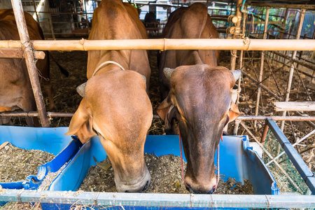 Thai cows eating grass, dry straw rice in the early morning of the Thai countryside.の写真素材
