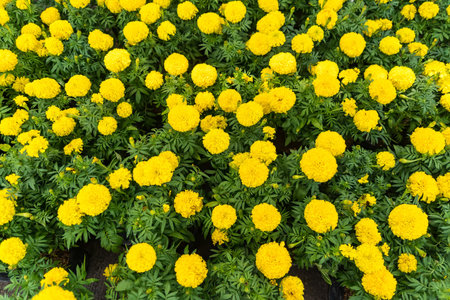 Garden marigolds that are beautiful.の写真素材