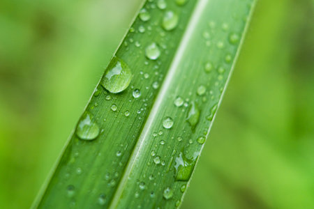Clear raindrops on the green grass after the rain in the daytime. Photo for wallpaper and background. Nature photo looks nice and refreshing.の写真素材