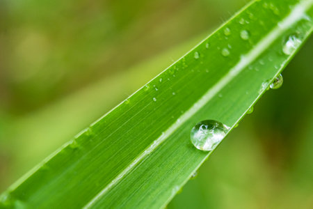 Clear raindrops on the green grass after the rain in the daytime. Photo for wallpaper and background. Nature photo looks nice and refreshing.の写真素材