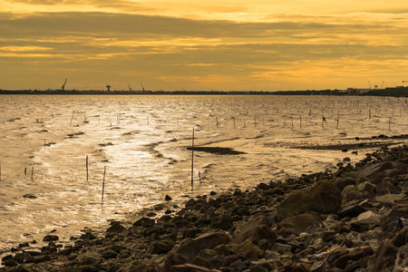 Mesmerizing Golden Hour:Enchanting Golden Waves Dancing Along the Coastline.の写真素材