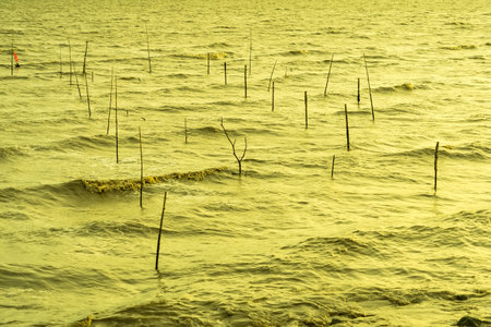 Mesmerizing Golden Hour:Enchanting Golden Waves Dancing Along the Coastline.