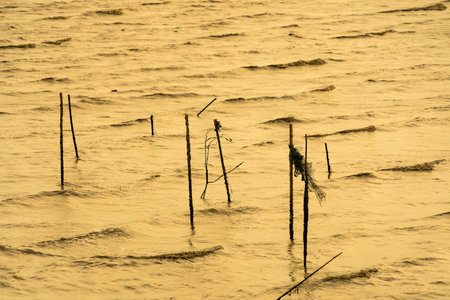Mesmerizing Golden Hour:Enchanting Golden Waves Dancing Along the Coastline.