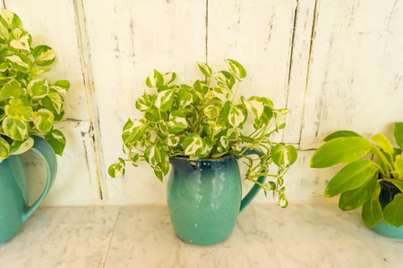 Spotted betel in a vase placed on a wooden table Add green space and create a fresh atmosphere for the house.の写真素材