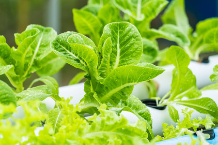 HydroGlow Harvest: Radiant Hydroponic Vegetables Illuminating Sustainable Livingの写真素材