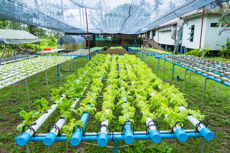 HydroGlow Harvest: Radiant Hydroponic Vegetables Illuminating Sustainable Livingの写真素材