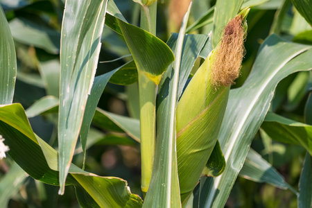 Ripe corn in the field of farmland, waiting for harvest. Concept : Economic agricultural crop in Thailand. Corn is used in the animal feed and food industry. Agriculture season.の写真素材