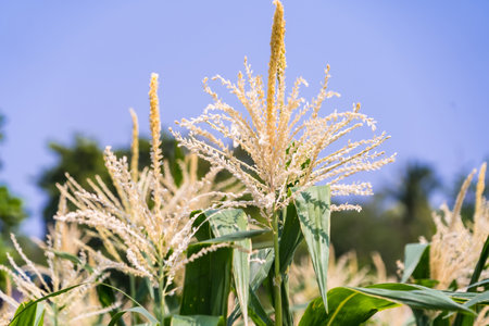 Agricultural corn plant in sunny day - growing green corn plant with blue sky