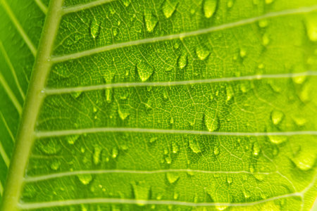 Macro closeup of Beautiful fresh green leaf with drop of water after the rain in morning sunlight nature background.の写真素材