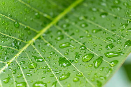 Macro closeup of Beautiful fresh green leaf with drop of water after the rain in morning sunlight nature background.の写真素材