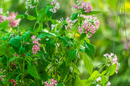hanging plant. the plot of plant hanging on the rack.The beautiful ornamental plants were decorated in the garden.の写真素材