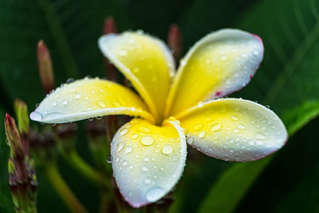 Macro closeup of White plumeria flowers with water droplets on the petals in the morning.の写真素材