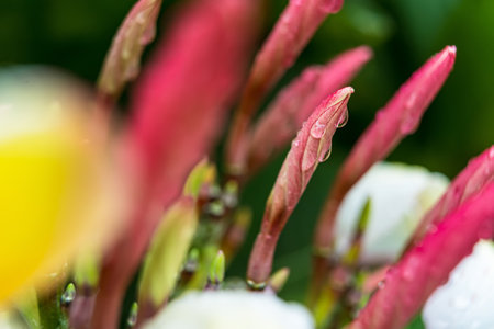 Macro closeup of White plumeria flowers with water droplets on the petals in the morning.の写真素材