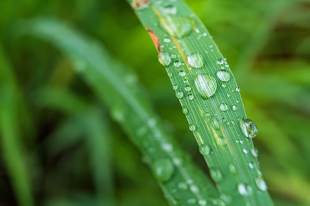 Clear raindrops on the green grass after the rain in the daytime. Photo for wallpaper and background. Nature photo looks nice and refreshing.の写真素材