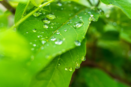Macro closeup of Beautiful fresh green leaf with drop of water after the rain in morning sunlight...