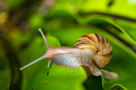 A garden banded snail creeps on a leaf wet after rain. Selective focus.