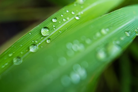 Clear raindrops on the green grass after the rain in the daytime. Photo for wallpaper and background. Nature photo looks nice and refreshing.の写真素材