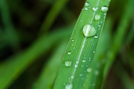 Clear raindrops on the green grass after the rain in the daytime. Photo for wallpaper and background. Nature photo looks nice and refreshing.の写真素材