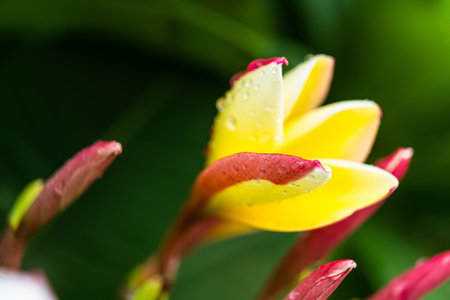 Macro closeup of White plumeria flowers with water droplets on the petals in the morning.の写真素材