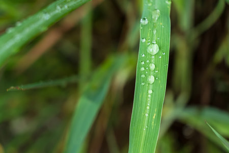 Clear raindrops on the green grass after the rain in the daytime. Photo for wallpaper and background. Nature photo looks nice and refreshing.の写真素材