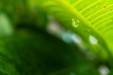 Macro closeup of Beautiful fresh green leaf with drop of water after the rain in morning sunlight nature background.の写真素材