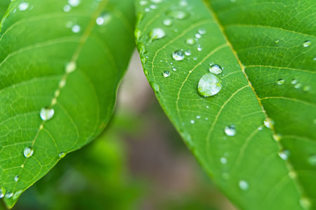 Macro closeup of Beautiful fresh green leaf with drop of water after the rain in morning sunlight nature background.の写真素材