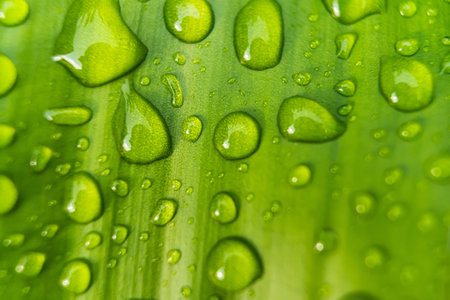 Macro closeup of Beautiful fresh green leaf with drop of water after the rain in morning sunlight...