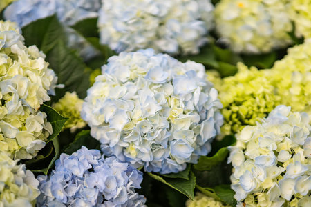 Beautiful flowers at the plant market in Thailand.